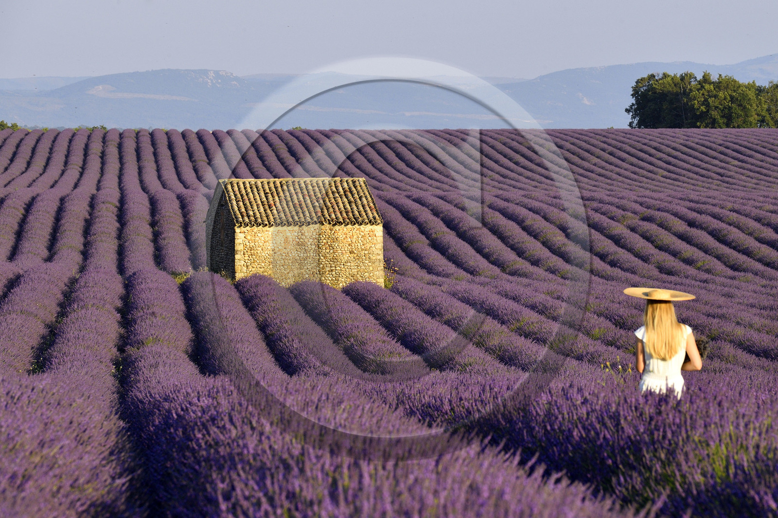 France, Valensole