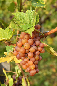 France, Dambach la Ville