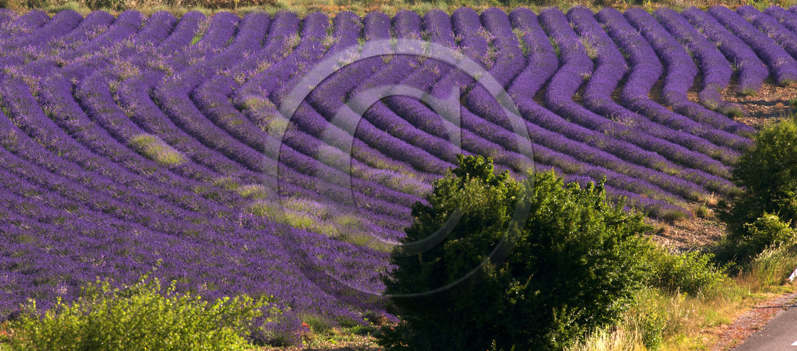 France, Valensole