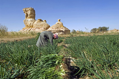 Egypte, Dakhla