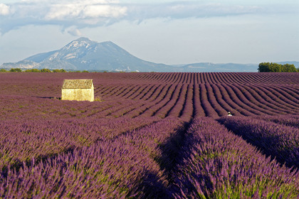 France, Valensole