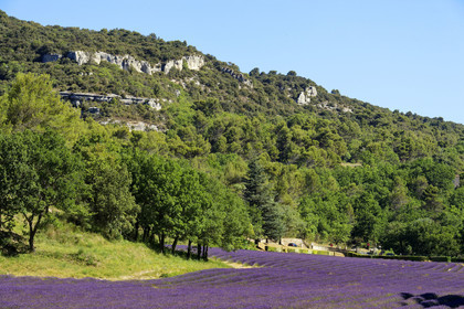 France, Senanque
