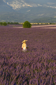 France, Valensole