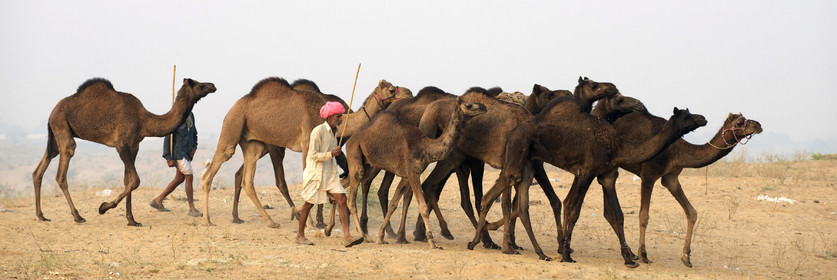 Inde, Pushkar