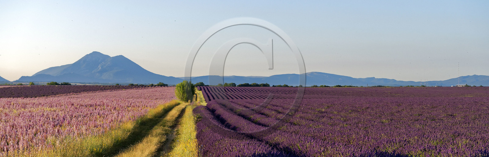 France, Valensole