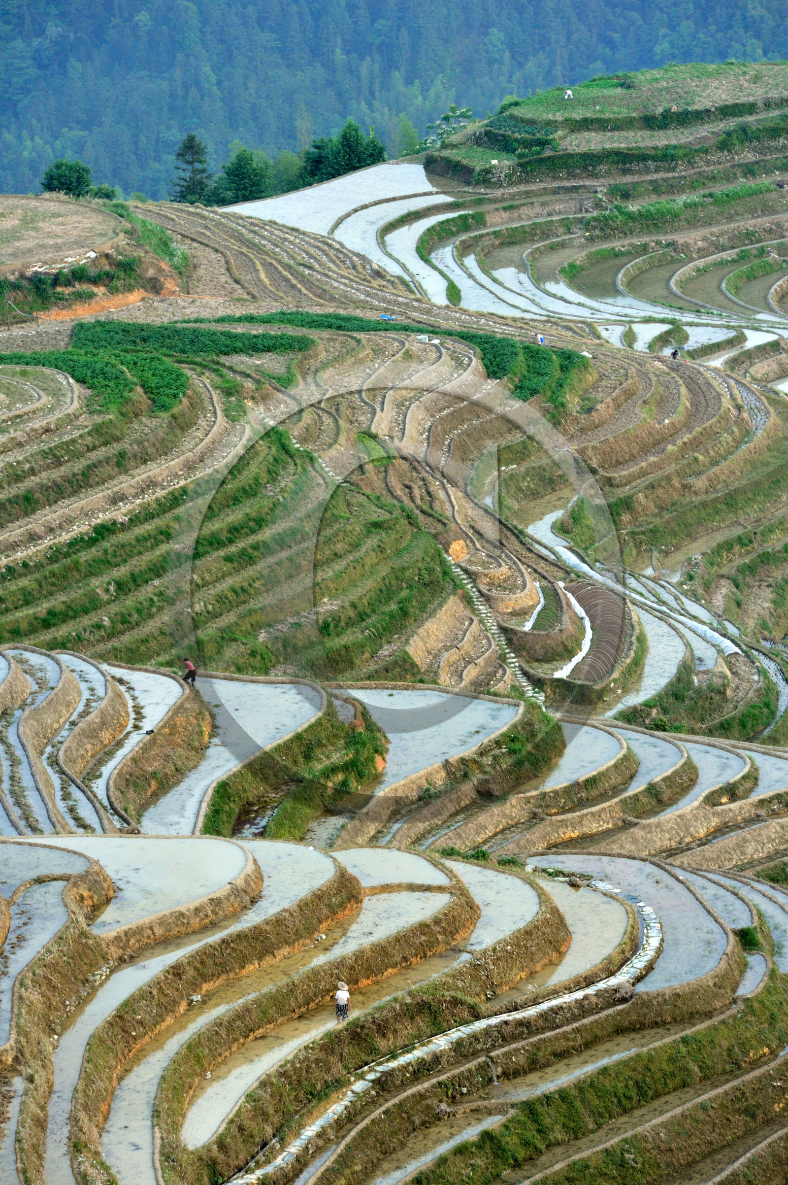 Chine, Longsheng