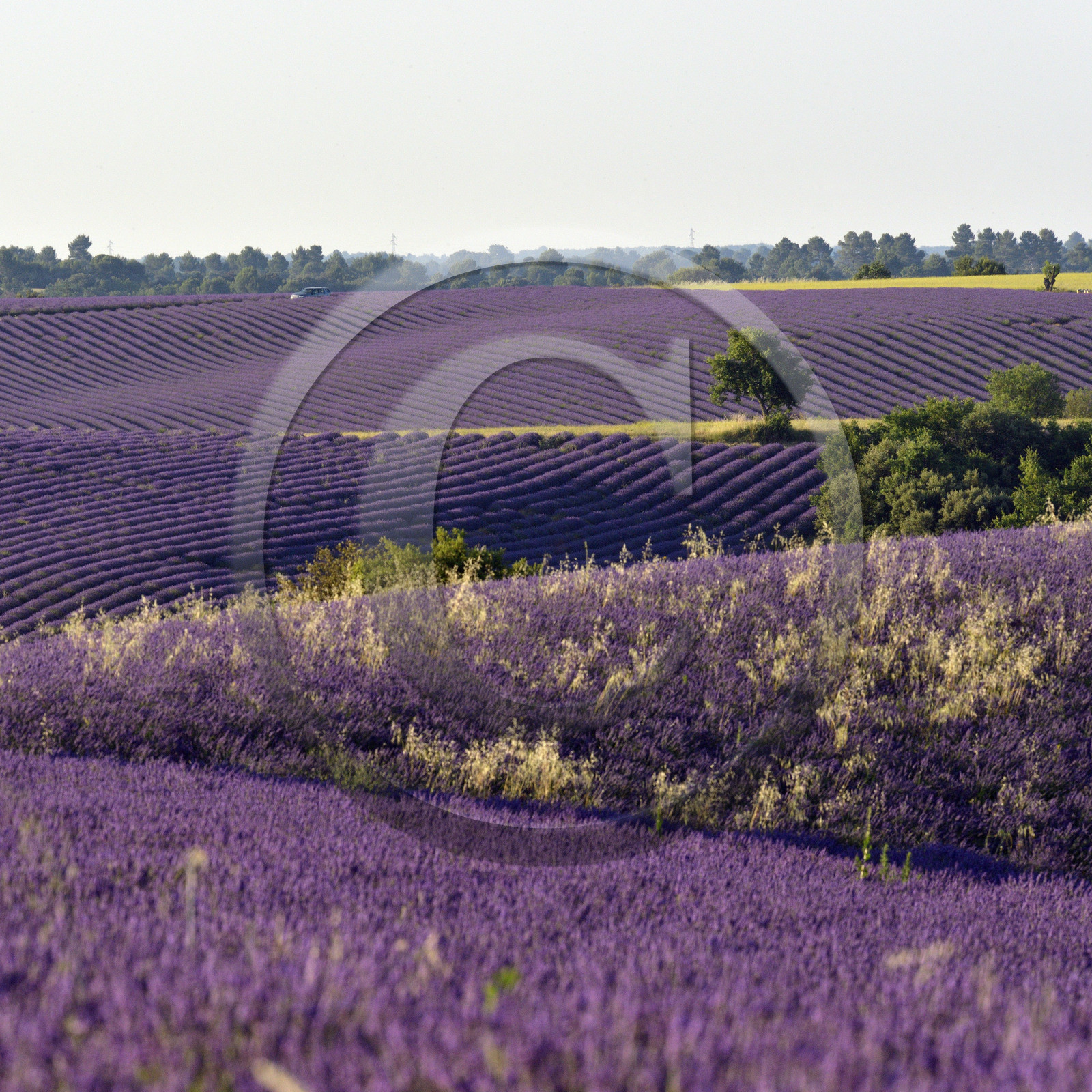 France, Valensole