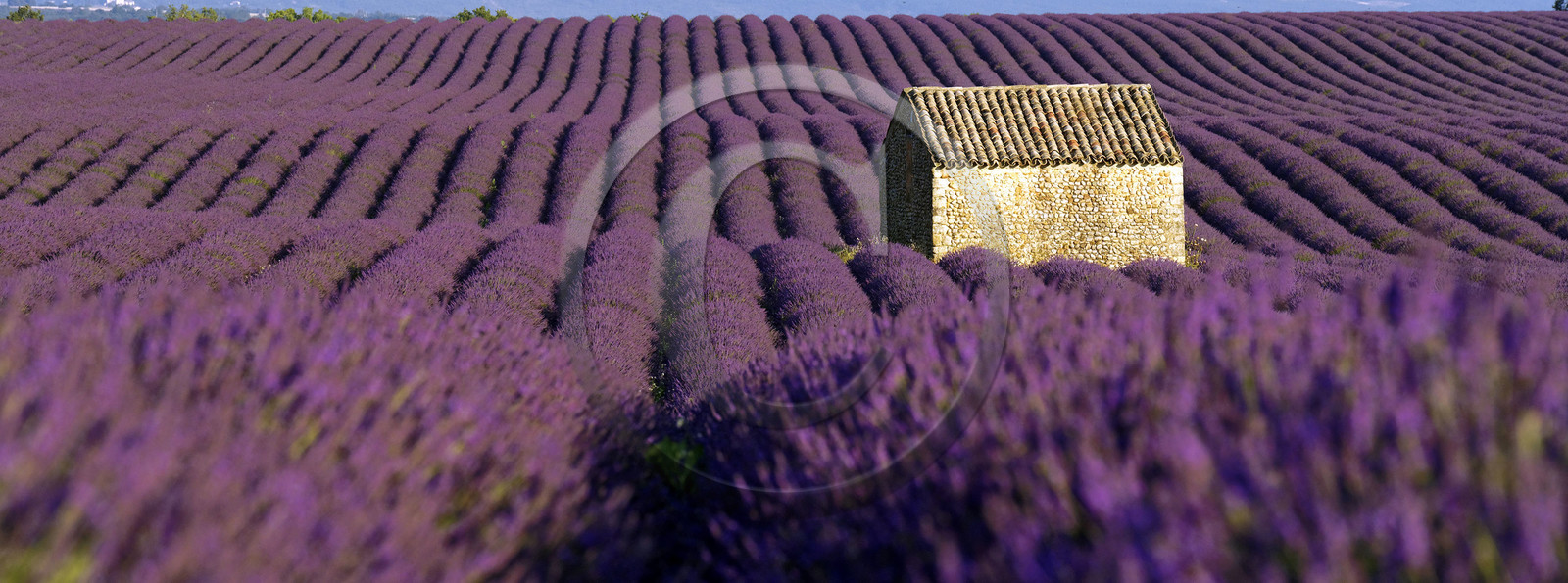 France, Valensole