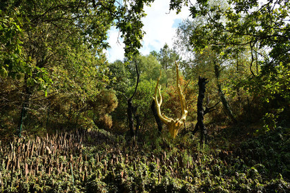 France, Brocéliande