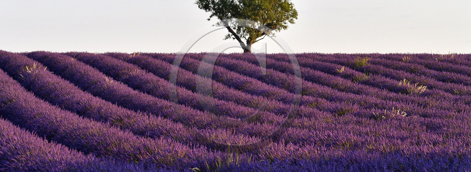France, Valensole