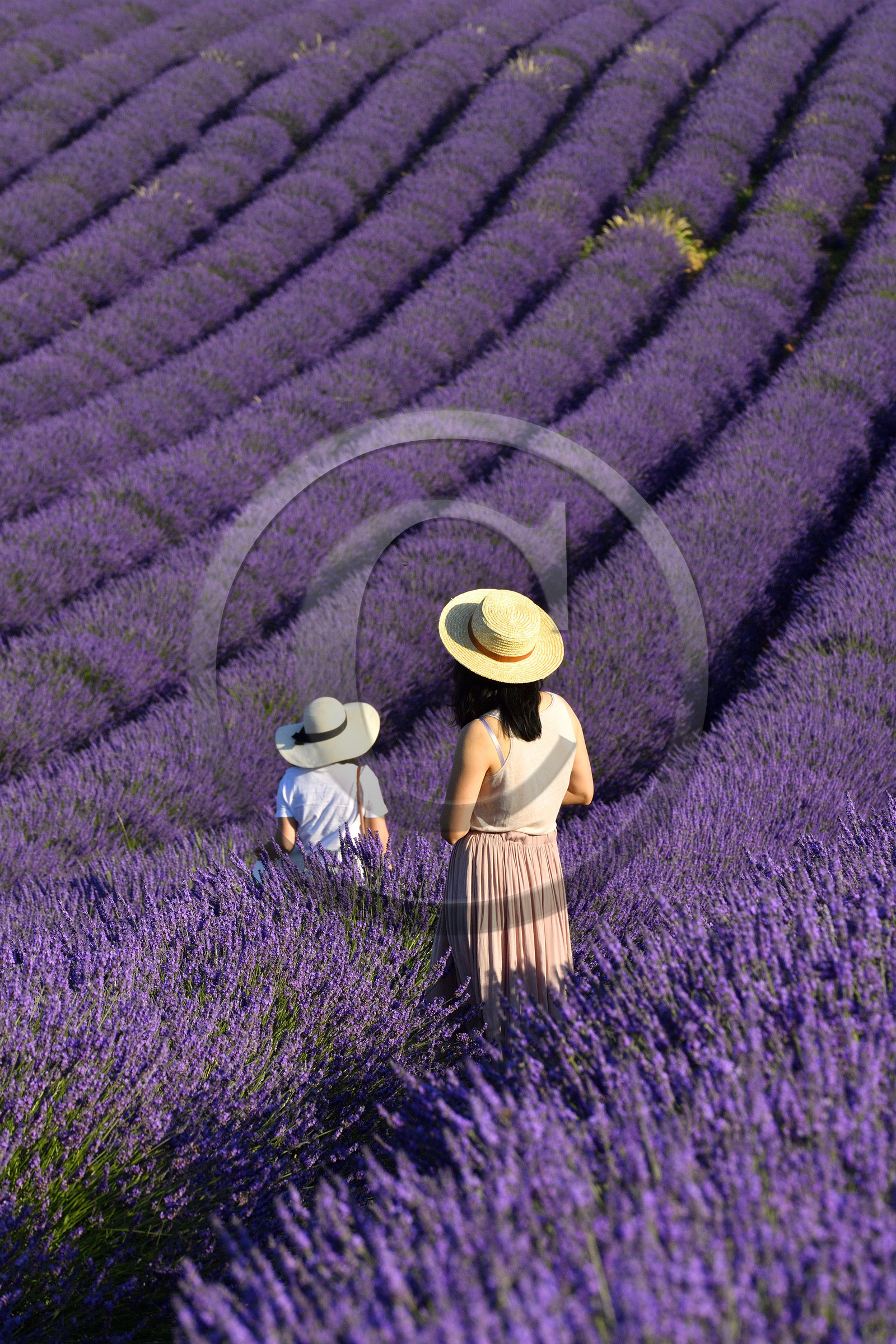 France, Valensole
