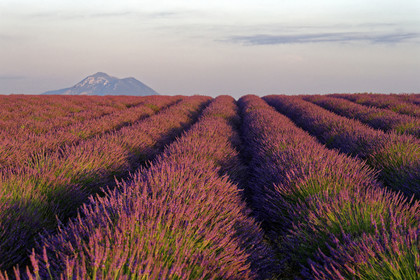 France, Valensole
