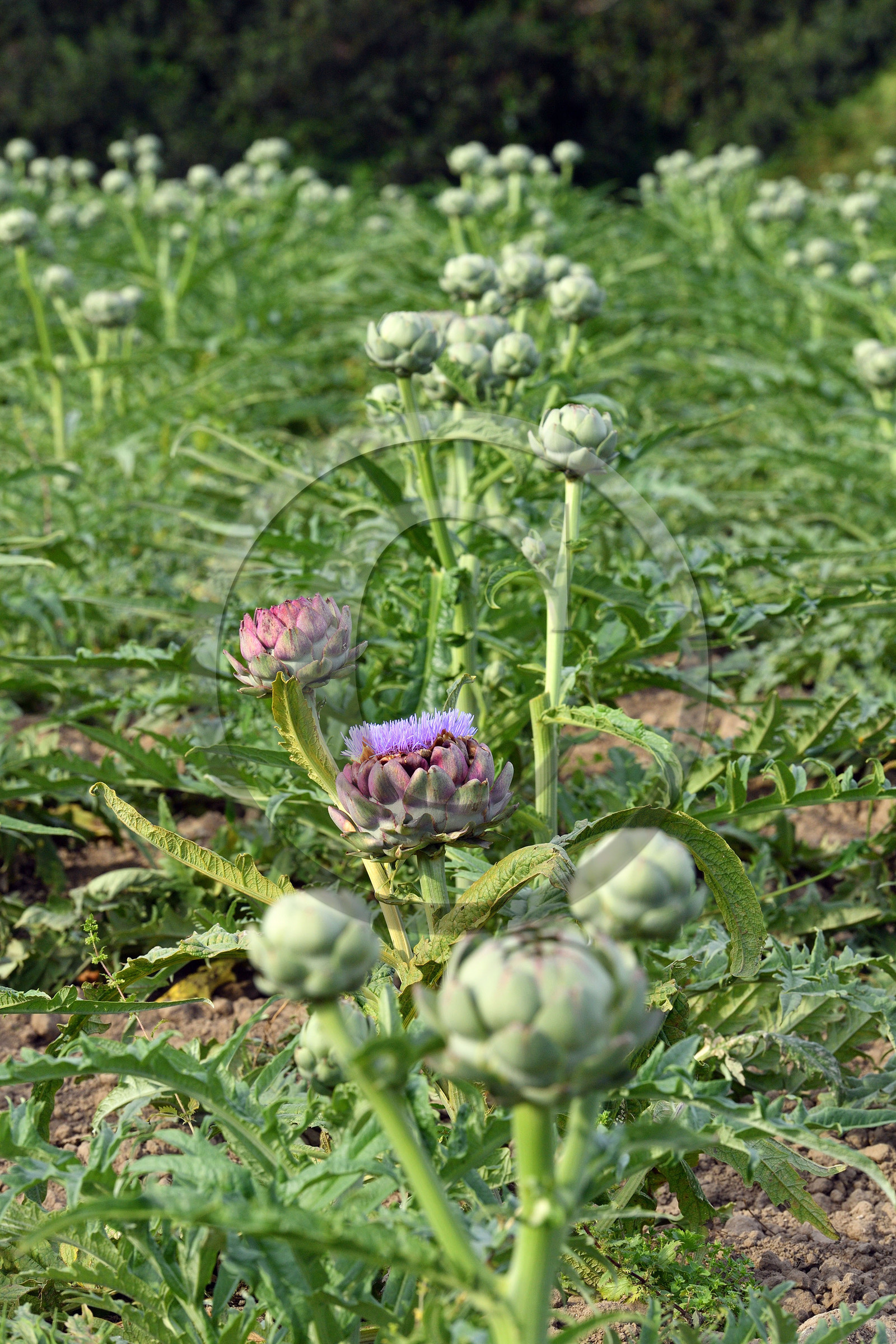 France, Plougrescant