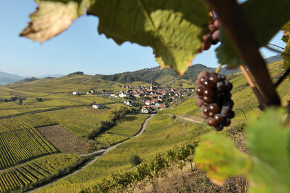 France, Niedermorschwihr