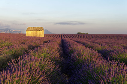 France, Valensole