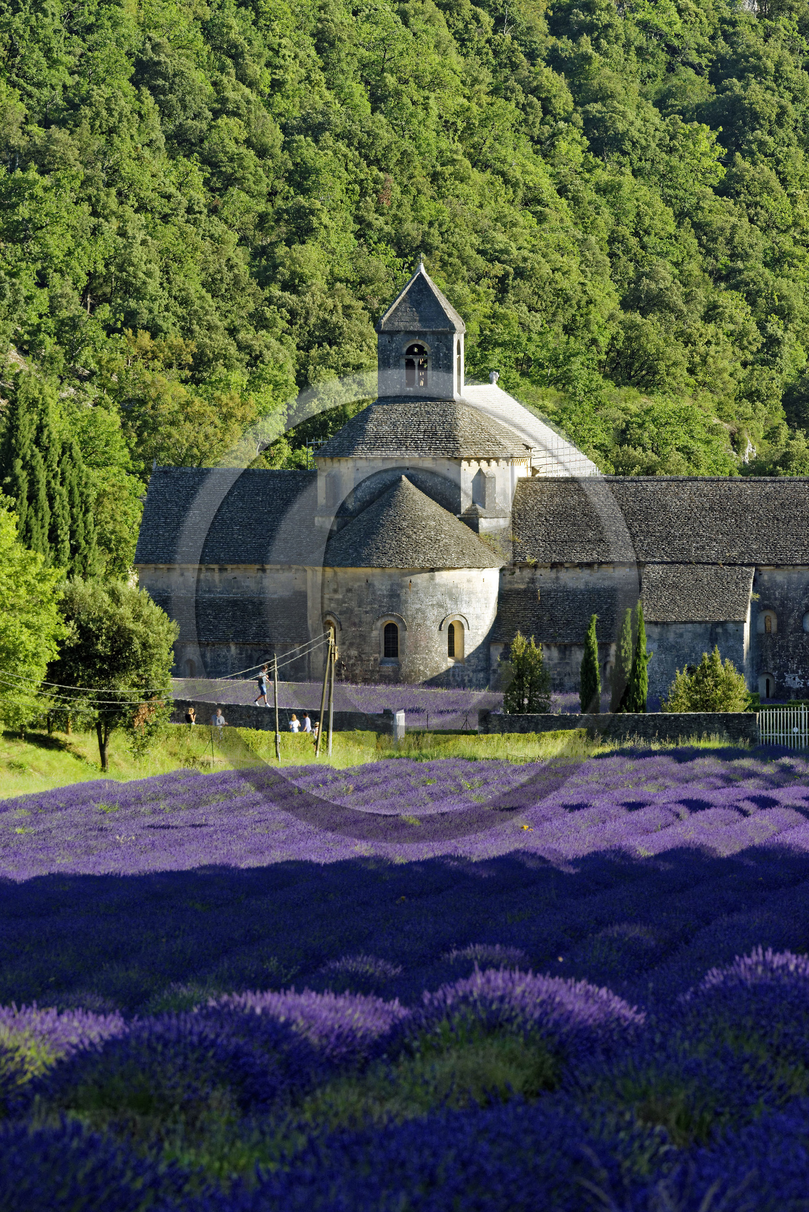 France, Senanque
