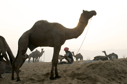 Inde, Pushkar
