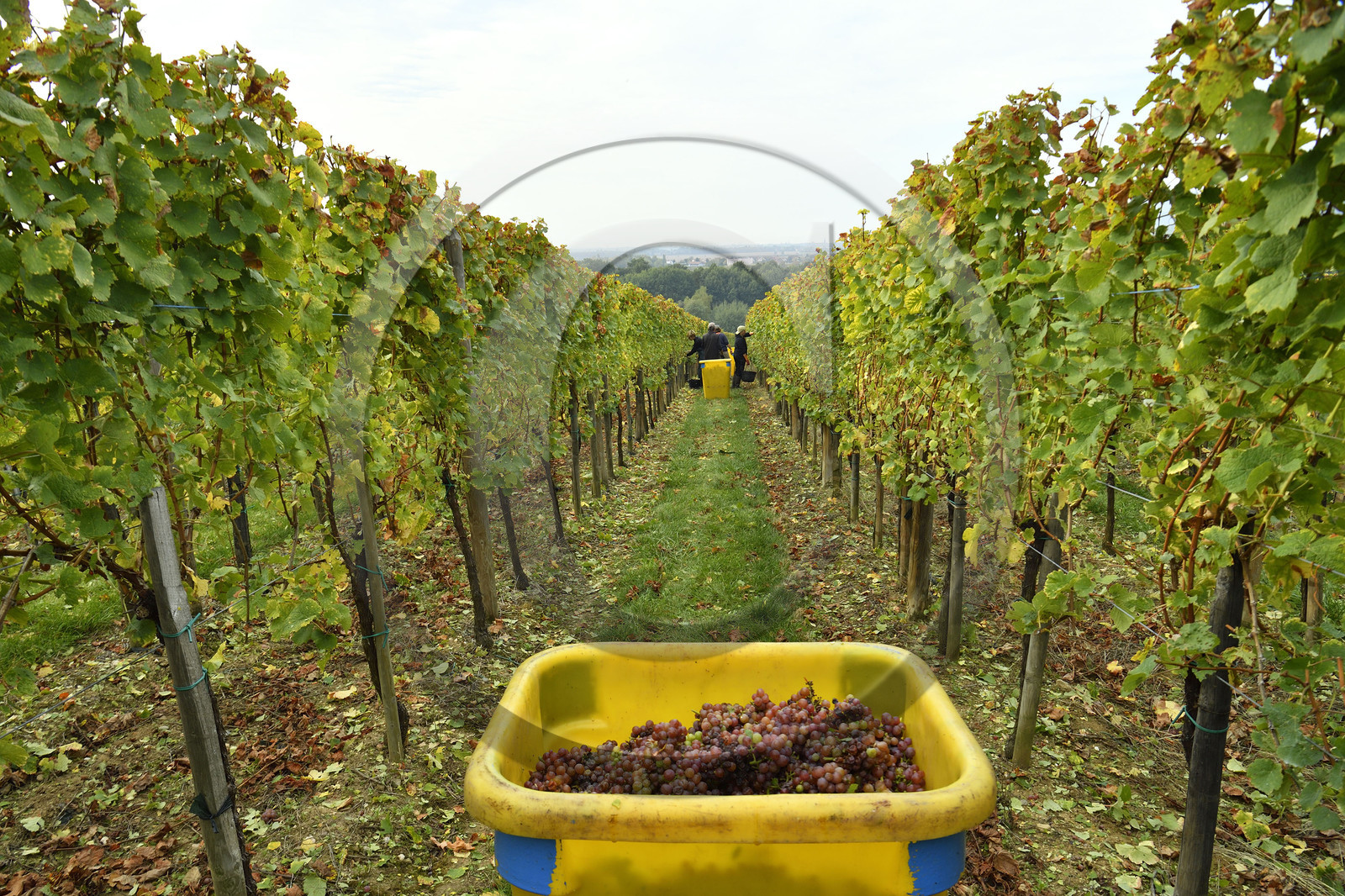 France, Dambach la Ville