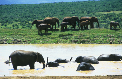 AFRIQUE DU SUD