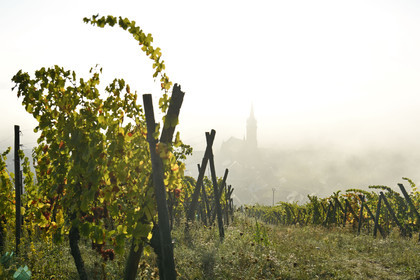 France, Dambach la Ville