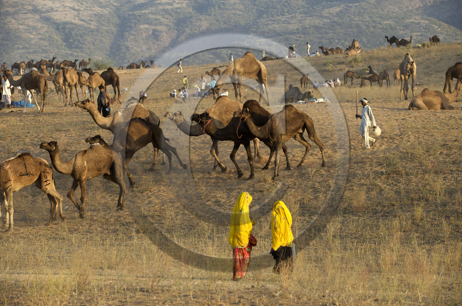 Inde, Pushkar