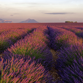 France, Valensole