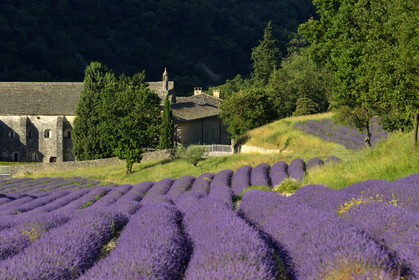 France, Senanque