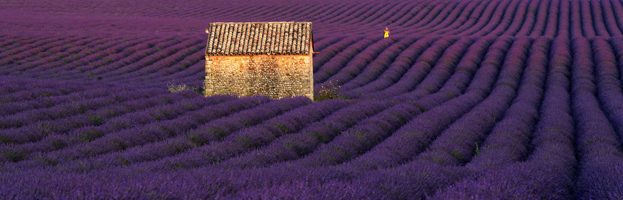 France, Valensole