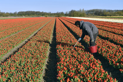 Hollande, Keukenhof