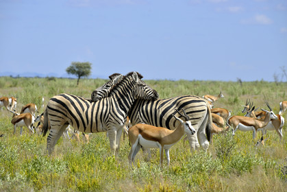 Namibie, Etosha