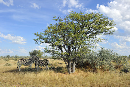 Namibie, Etosha