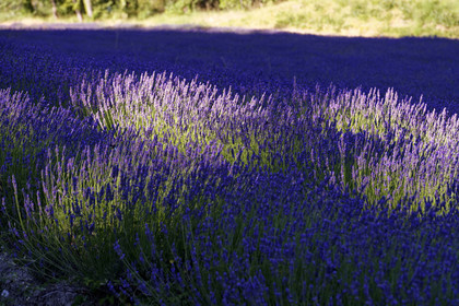 France, Senanque