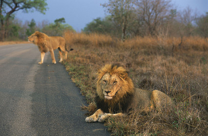 AFRIQUE DU SUD