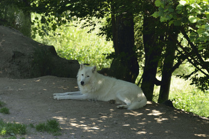 France, Loups