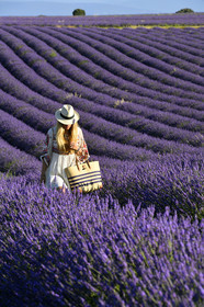 France, Valensole