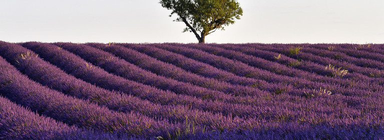 France, Valensole