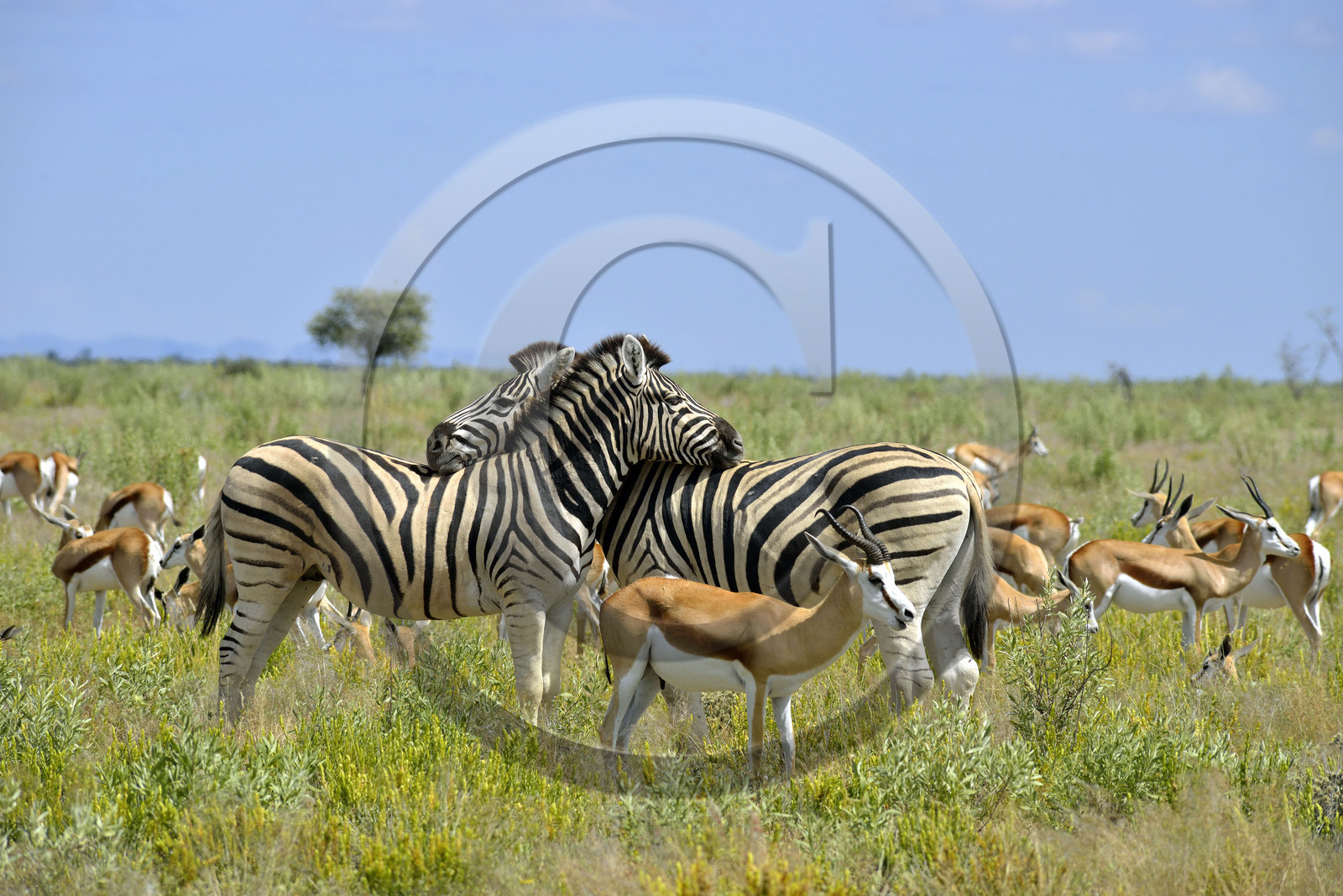 Namibie, Etosha