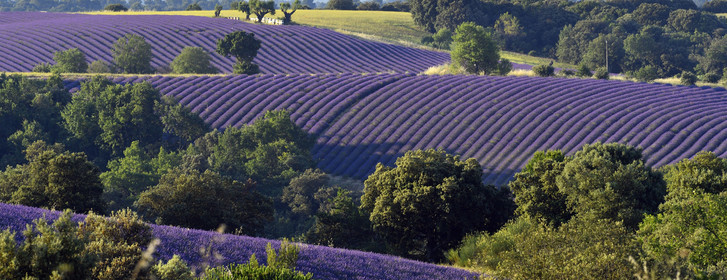 France, Valensole