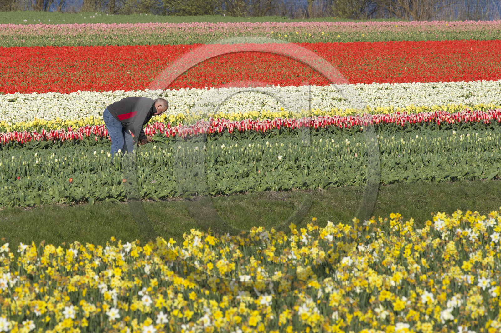 Hollande, Keukenhof
