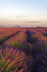 France, Valensole
