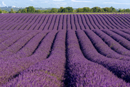 France, Valensole
