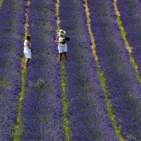 France, Valensole
