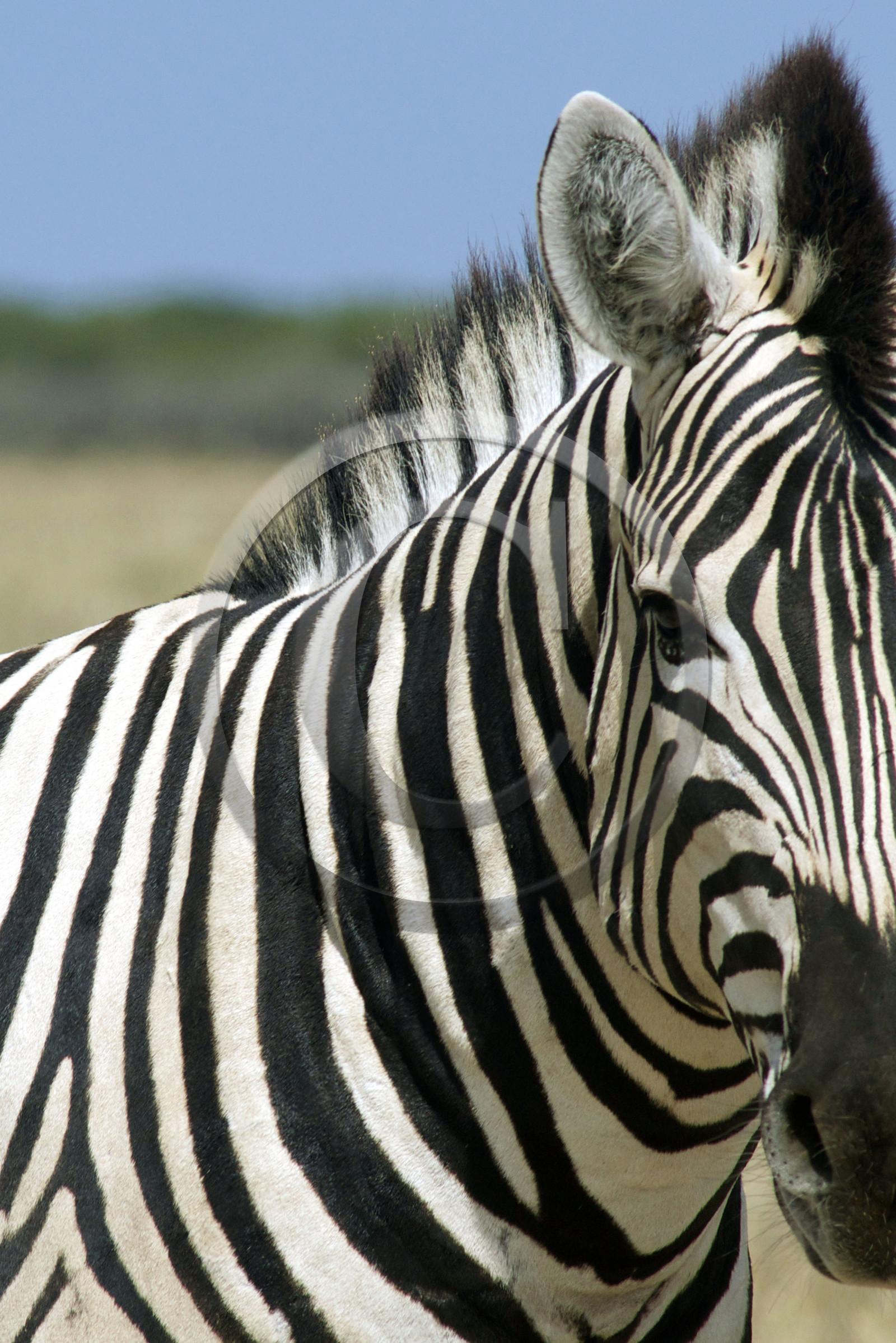 Namibie, Etosha