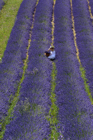 France, Valensole