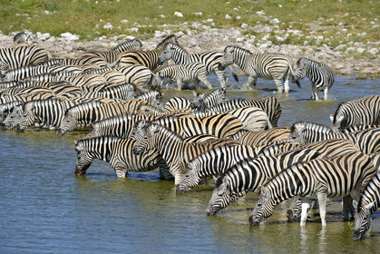 Namibie, Etosha