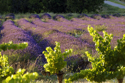 France, Grignan