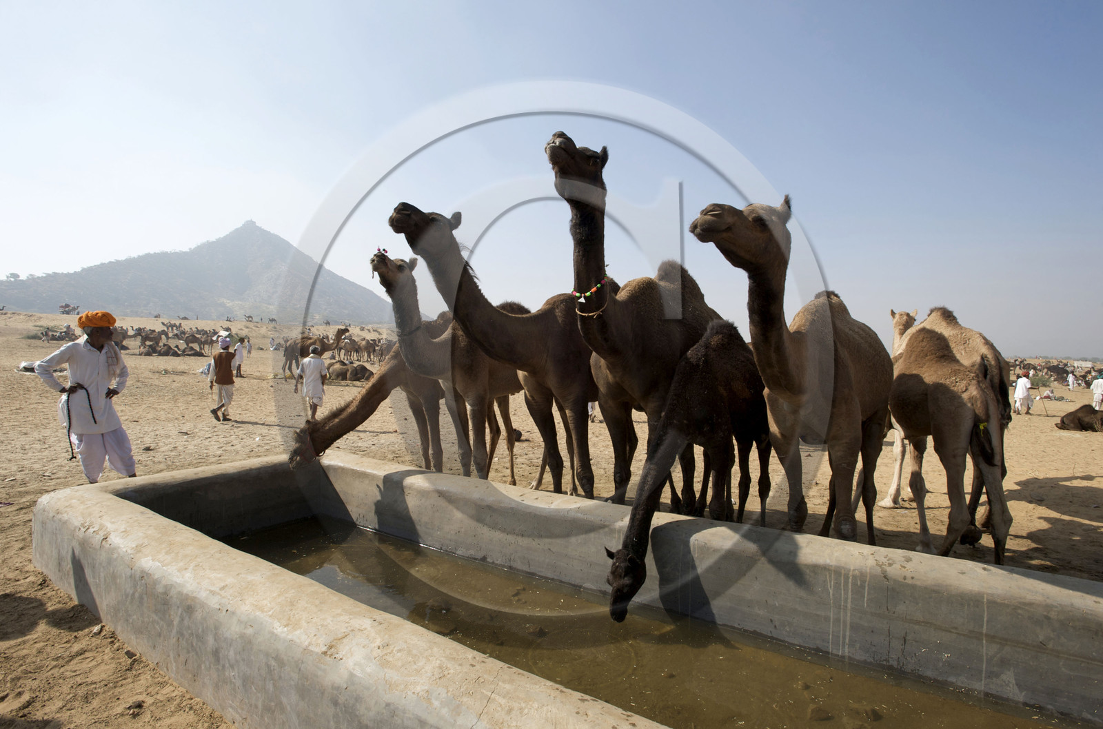 Inde, Pushkar