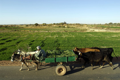 Egypte, Dakhla