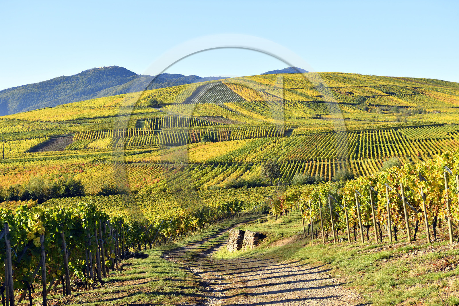 France, Niedermorschwihr