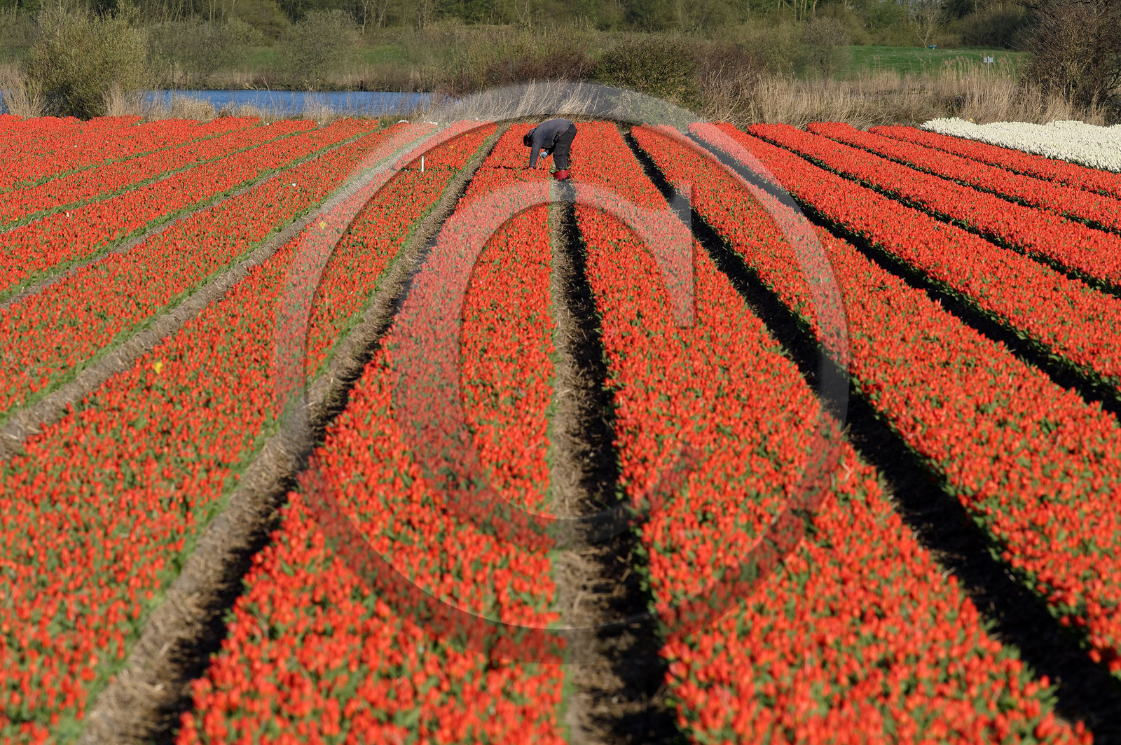 Hollande, Keukenhof